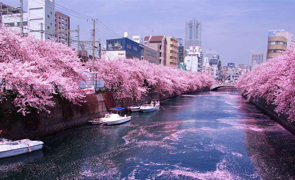 прогноз времени цветения сакуры
